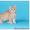Шотландские вислоухие  и прямоухие котята, разные цены и окрасы - Изображение #2, Объявление #26270