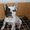 Французского бульдога щенка - продам - Изображение #1, Объявление #42109