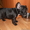 Французского бульдога щенка - продам - Изображение #4, Объявление #42109