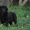 Элитный щенок испанского мастифа - Изображение #2, Объявление #89336