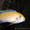 продам аквариумных рыбок: сомики, цихлиды - Изображение #3, Объявление #150283