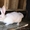  кролики и крольчата #228511