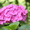 Розы, Гортензии, Азалии. - Изображение #1, Объявление #312216