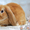 Кролики  - Изображение #3, Объявление #505527