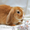 Кролики  - Изображение #4, Объявление #505527