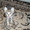 продам котят метисов канадского сфинкса корниш рекс - Изображение #1, Объявление #573834