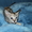 продам котят метисов канадского сфинкса корниш рекс - Изображение #2, Объявление #573834