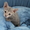 продам котят метисов канадского сфинкса корниш рекс - Изображение #3, Объявление #573834