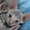 продам котят метисов канадского сфинкса корниш рекс - Изображение #6, Объявление #573834