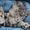 продам котят метисов канадского сфинкса корниш рекс - Изображение #4, Объявление #573834