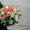 магазин цветы на гайдара - Изображение #1, Объявление #640770