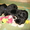 Продаются щенки лабрадора черные - Изображение #1, Объявление #668240