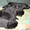 Продаются щенки лабрадора черные - Изображение #2, Объявление #668240