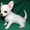 Продается очаровательный щенок чихуахуа - Изображение #1, Объявление #671224