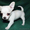 Продается очаровательный щенок чихуахуа #671224