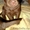 шикарные щенки шоколадного лабрадора-ретривера - Изображение #1, Объявление #697191