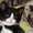 Отдам даром очаровательного котенка Сусика - Изображение #1, Объявление #678622
