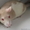 Отдам в хорошие руки очаровательных крысят - Изображение #2, Объявление #822421