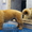 Стрижка собак и кошек в Калининграде - Изображение #4, Объявление #165332