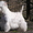Стрижка собак и кошек в Калининграде - Изображение #2, Объявление #165332