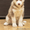 Перспективный щенок Сибирской Хаски - Изображение #3, Объявление #1060308