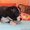 Продаются щенки стаффордширского бультерьера - Изображение #3, Объявление #1136591