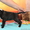 Продаются щенки стаффордширского бультерьера - Изображение #8, Объявление #1136591