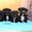 Продаются щенки стаффордширского бультерьера - Изображение #2, Объявление #1136591
