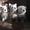 Продам щенков шоу-класса Вест Хайленд Уайт Терьера(Обновлено) - Изображение #6, Объявление #1323178