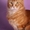Котята Мейн-кун чемпионских кровей! - Изображение #1, Объявление #1533136