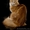 Котята Мейн-кун чемпионских кровей! - Изображение #4, Объявление #1533136