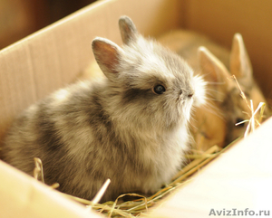 Продам декоративных кроликов - Изображение #1, Объявление #51289