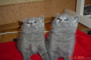 Британские голубые котята - Изображение #1, Объявление #49143