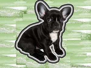 Французского бульдога щенка - продам - Изображение #3, Объявление #42109