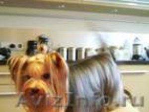 щенок йоркширского терьера из Латвии - Изображение #2, Объявление #120647