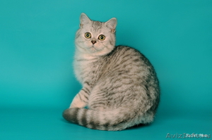 Чистокровных британских котят - Изображение #2, Объявление #159137