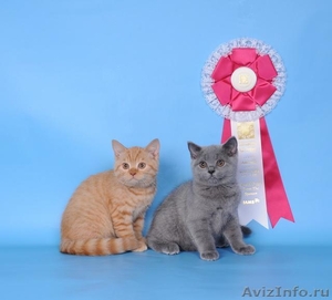 Чистокровных британских котят - Изображение #3, Объявление #159137