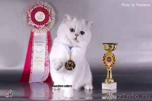 Чистокровных британских котят - Изображение #1, Объявление #159137