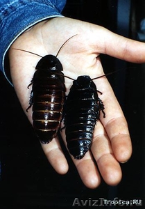 Мадагаскарский шипящий таракан - Изображение #1, Объявление #167260