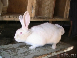  кролики и крольчата - Изображение #1, Объявление #228511