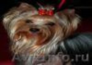 стрижка собак в г. Гурьевске - Изображение #1, Объявление #305401
