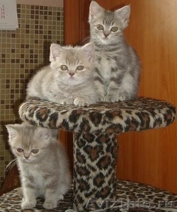 Британских мраморных котят - Изображение #1, Объявление #307321