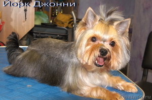 Стрижка собак и кошек в Калининграде - Изображение #9, Объявление #165332