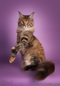 Котята Мейн-кун чемпионских кровей! - Изображение #2, Объявление #1533136